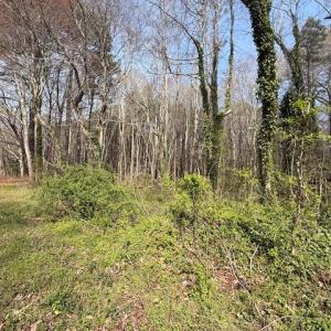 Photo #2 of SAVAGE NECK RD, EASTVILLE, VA 89.0 acres