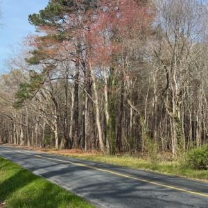 Photo #4 of SAVAGE NECK RD, EASTVILLE, VA 89.0 acres