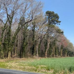 Photo #5 of SAVAGE NECK RD, EASTVILLE, VA 89.0 acres