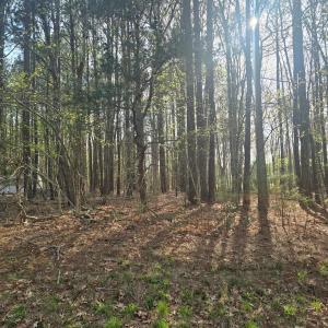 Photo #4 of Lot #2 PINE MEADOWS WAY, EXMORE, VA 1.2 acres