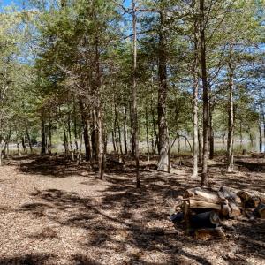Photo #7 of Lot 1 ROYAL WOODS LN, BELLE HAVEN, VA 8.3 acres