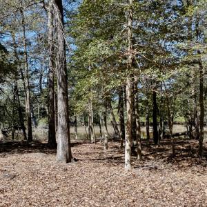 Photo #8 of Lot 1 ROYAL WOODS LN, BELLE HAVEN, VA 8.3 acres