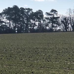 Photo #7 of 6049 POPLAR GROVE LN, CAPE CHARLES, VA 321.6 acres