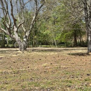 Photo #8 of 6497 CHURCH ST, CHINCOTEAGUE, VA 0.8 acres