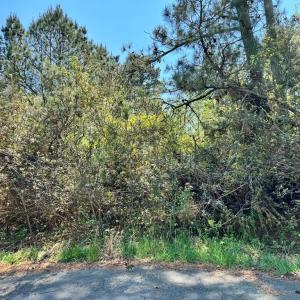 Photo #11 of 267/268 WILD PONY COURT, CHINCOTEAGUE, VA 0.6 acres