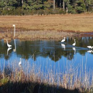 Wildlife Refuge