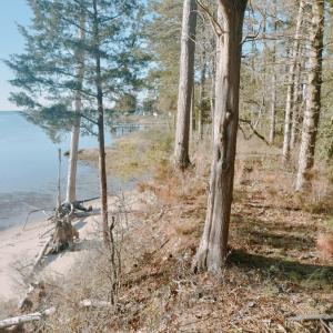 Photo #4 of Lot 9 CEDAR GROVE DRIVE, PAINTER, VA 1.6 acres