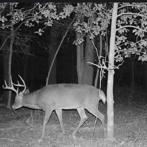 Photo #11 of 11.770 DAUGHERTY RD, ONANCOCK, VA 11.8 acres