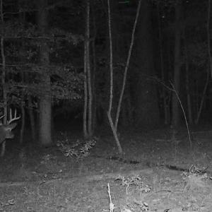 Photo #12 of 11.770 DAUGHERTY RD, ONANCOCK, VA 11.8 acres
