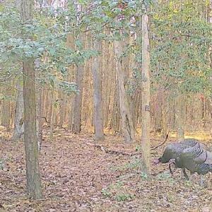 Photo #13 of 11.770 DAUGHERTY RD, ONANCOCK, VA 11.8 acres