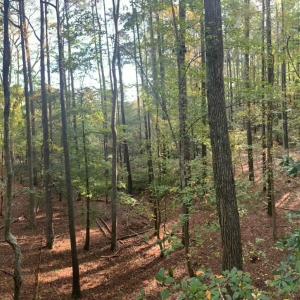 Photo #2 of 11.770 DAUGHERTY RD, ONANCOCK, VA 11.8 acres