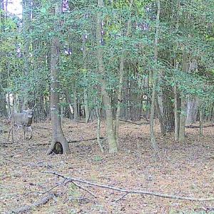 Photo #3 of 11.770 DAUGHERTY RD, ONANCOCK, VA 11.8 acres