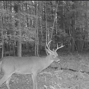 Photo #4 of 11.770 DAUGHERTY RD, ONANCOCK, VA 11.8 acres