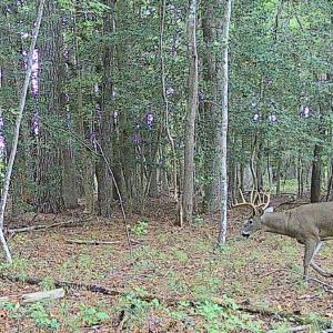 Photo #5 of 11.770 DAUGHERTY RD, ONANCOCK, VA 11.8 acres
