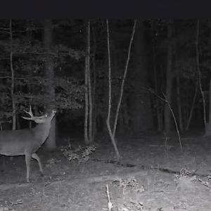 Photo #6 of 11.770 DAUGHERTY RD, ONANCOCK, VA 11.8 acres