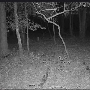 Photo #9 of 11.770 DAUGHERTY RD, ONANCOCK, VA 11.8 acres