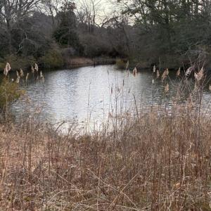 Photo #4 of 1 BRIDGETON DRIVE, CAPE CHARLES, VA 15,246.0 acres