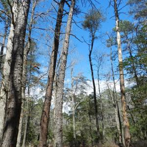 Photo #8 of Lot 1A WILSONIA SHORES DR, MACHIPONGO, VA 3.5 acres