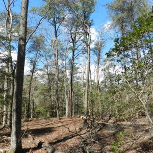Photo #9 of Lot 1A WILSONIA SHORES DR, MACHIPONGO, VA 3.5 acres