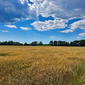 Photo #8 of Lot 2A MILES RD, NEW CHURCH, VA 111.0 acres