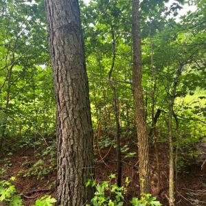 Photo #5 of HADEN CIR, PAINTER, VA 2.8 acres
