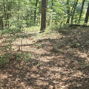 Photo #8 of Lot B4 SALTWORKS RD, JAMESVILLE, VA 3.5 acres