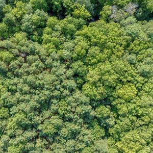 Photo #15 of 1-6 HURST STORE ROAD, GREENBUSH, VA 9.9 acres