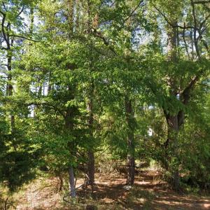Photo #5 of Lot 1142 AFT CT, GREENBACKVILLE, VA 0.2 acres