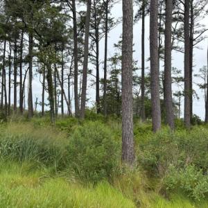 Photo #3 of LOT 9 RIDGE RD, BLOXOM, VA 3.0 acres