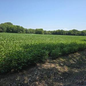 Photo #3 of PLANTATION RD, ONANCOCK, VA 33.6 acres
