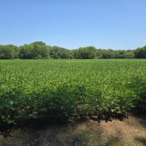 Photo #5 of PLANTATION RD, ONANCOCK, VA 33.6 acres