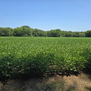 Photo #7 of PLANTATION RD, ONANCOCK, VA 33.6 acres