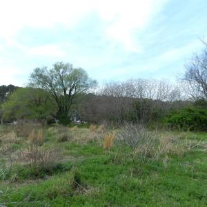 Photo #6 of Lot 158 SPOONBILL LN, MACHIPONGO, VA 0.8 acres