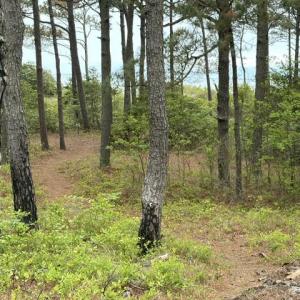 Photo #2 of 1403 SAVAGE NECK RD, EASTVILLE, VA 100.0 acres