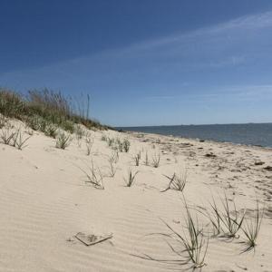 Photo #8 of 1403 SAVAGE NECK RD, EASTVILLE, VA 100.0 acres