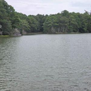 Photo #10 of Lot1-A-1 OLD NECK RD, EXMORE, VA 30.0 acres