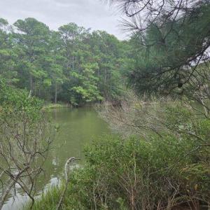 Photo #6 of Lot1-A-1 OLD NECK RD, EXMORE, VA 30.0 acres