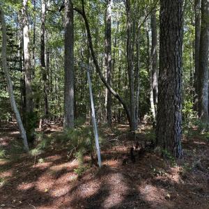Photo #2 of 9,10,11 CUSTIS CREEK LANE, ACCOMAC, VA 4.0 acres