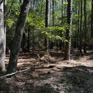 Photo #4 of 9,10,11 CUSTIS CREEK LANE, ACCOMAC, VA 4.0 acres