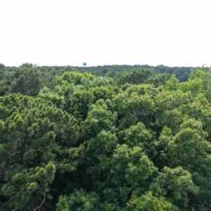 Photo #12 of LOT 37 LANKFORD HWY, EXMORE, VA 6.4 acres