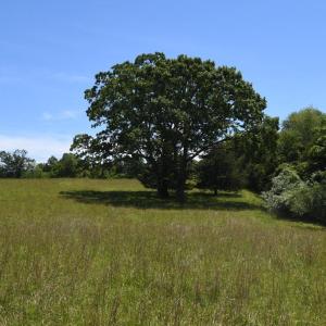 Photo #1 of SLATE MILLS ROAD, SPERRYVILLE, VA 100.2 acres