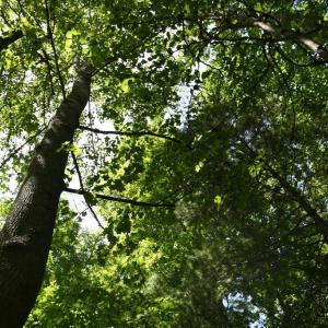 Photo #8 of SLATE MILLS ROAD, SPERRYVILLE, VA 100.2 acres