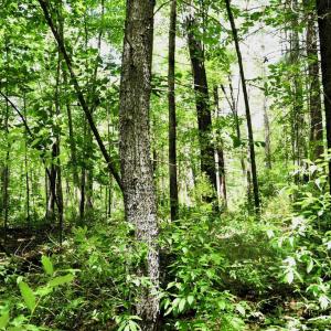 Photo #7 of SLATE MILLS ROAD, SPERRYVILLE, VA 100.2 acres