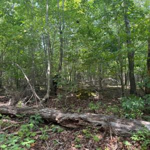 Photo #1 of BUCKNER RD, MINERAL, VA 10.0 acres
