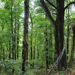 Photo #12 of 1066 S LAKEVIEW DR, STANLEY, VA 1.8 acres
