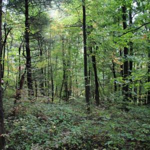 Photo #6 of 1066 S LAKEVIEW DR, STANLEY, VA 1.8 acres