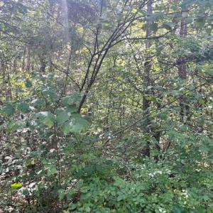 Photo #5 of GREENWAY LANE, LURAY, VA 0.7 acres