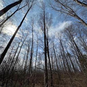Photo #15 of ZACHARY TAYLOR HWY, UNIONVILLE, VA 20.3 acres