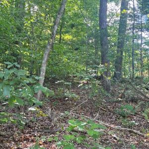 Photo #11 of 6028 LOST COVE DR, MINERAL, VA 2.5 acres