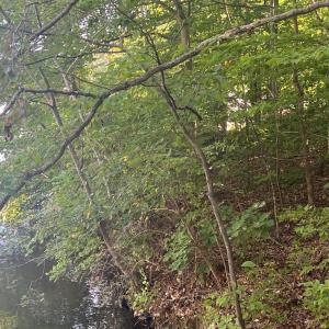 Photo #15 of 6028 LOST COVE DR, MINERAL, VA 2.5 acres